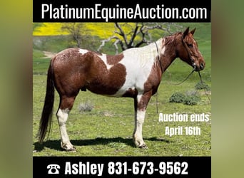 American Quarter Horse, Gelding, 9 years, 15 hh, Sorrel, in Paicines CA,