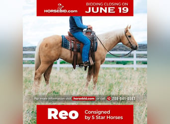 Quarter horse américain, Hongre, 5 Ans, 152 cm, Palomino, in Rexburg, ID,