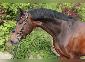 Deutsches Sportpferd, Wallach, 5 Jahre, 169 cm, Dunkelbrauner, in Usingen