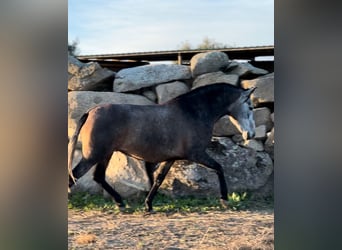 PRE Mix, Giumenta, 4 Anni, 162 cm, Grigio, in Toledo,