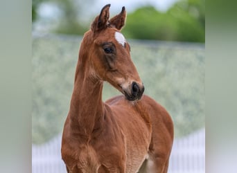 Hengst 