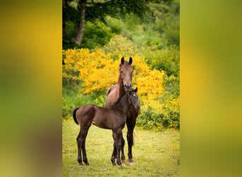 KWPN, Mare, 14 years, 16,1 hh, Chestnut, in Sankt Vith,