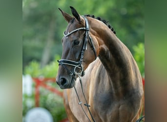 Koń westfalski, Klacz, 4 lat, 166 cm, Gniada, in Münster-Handorf,