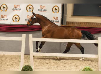 Stallion 3 years