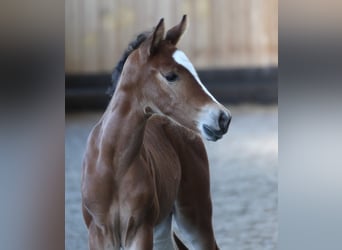 Westphalian, Mare, Foal (06/2023), in Bruchköbel,