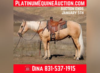 American Quarter Horse, Wallach, 12 Jahre, 152 cm, Palomino, in Paicines CA,