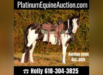 Quarter horse américain, Hongre, 12 Ans, 150 cm, Overo-toutes couleurs, in Greenville KY,