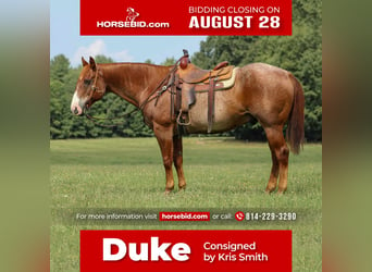 Quarter horse américain, Hongre, 12 Ans, 155 cm, Rouan Rouge, in Clarion, PA,