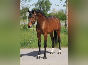 Oldenburg, Stallion, 3 years, in Budapest,