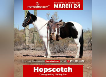 Draft Horse Mix, Castrone, 12 Anni, 160 cm, in Marana, AZ,