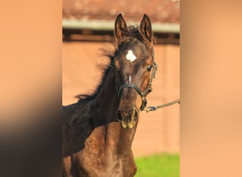 Trakehner, Étalon, Poulain (01/2024), Bai brun foncé, in Uslar,