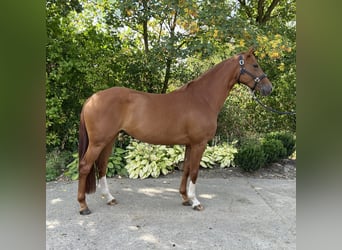 Mare 4 years