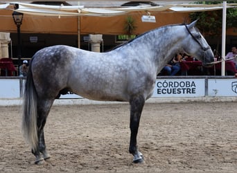 PRE, Stallion, 6 years, 17 hh, Gray, in Monesterio