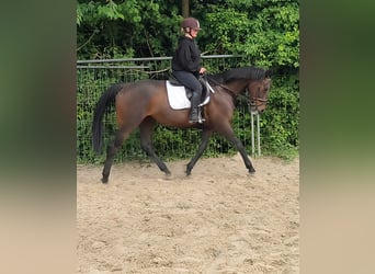 Irish Sport Horse, Mare, 10 years, 16 hh, Brown, in Lage