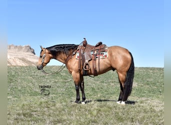 American Quarter Horse, Wallach, 4 Jahre, 150 cm, Buckskin, in Bayard Nebrasak,