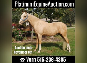 Tennessee walking horse, Hongre, 13 Ans, 152 cm, Palomino, in Pleasant HIll IA,