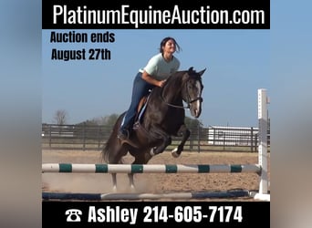 Quarter horse américain, Jument, 11 Ans, 142 cm, Noir, in weatherford TX,
