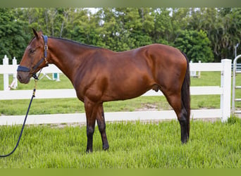 Andalusiër Mix, Ruin, 12 Jaar, Roodbruin, in Fort Lauderdale