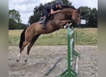 Mare 8 years