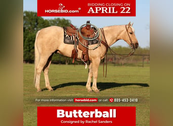American Quarter Horse, Wałach, 4 lat, 155 cm, Izabelowata, in Pilot Point, TX,