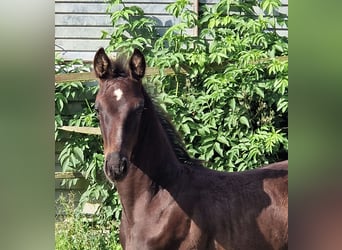 Oldenburg, Stallion, 1 year, 16.3 hh, Black, in Ehrenburg,