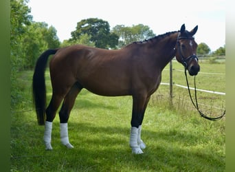 Cheval de sport allemand, Hongre, 4 Ans, 158 cm, Bai, in W&#xFC;rzburg