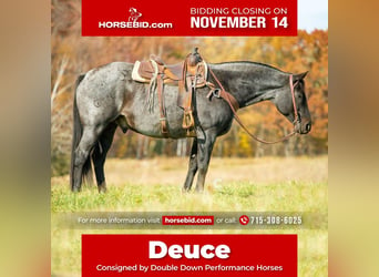 Quarter horse américain, Hongre, 13 Ans, 157 cm, Rouan Bleu, in Clayton, WI,