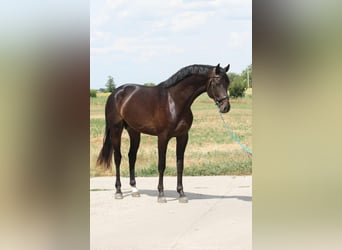 Zangersheide, Hengst, 3 Jaar, in Budapest,