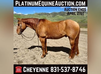 American Quarter Horse, Ruin, 11 Jaar, 147 cm, Falbe, in Paicines CA,