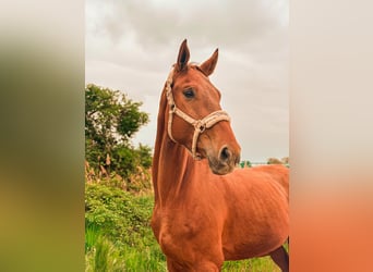Deutsches Sportpferd, Wallach, 5 Jahre, 173 cm, Fuchs, in Worms