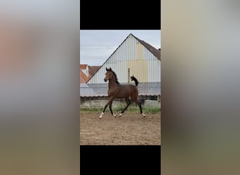 Arabian horses, Stallion, Foal (05/2024), 15,2 hh, Brown, in Ustersbach,