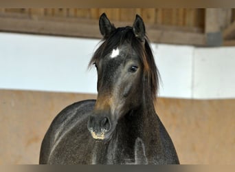 PRE, Stallion, 2 years, 15.1 hh, Gray, in Waldhölzbach,