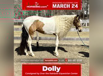 Gypsy Horse Mix, Mare, 4 years, 15,1 hh, in Granby, CT,
