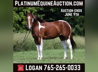 Quarter horse américain, Hongre, 4 Ans, 152 cm, Alezan brûlé, in Level Green KY,