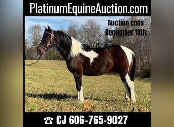Tennessee walking horse, Hongre, 8 Ans, 152 cm, Tobiano-toutes couleurs, in Whitley City KY,