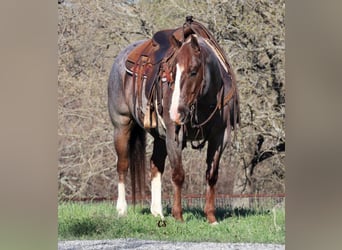 Quarter horse américain, Hongre, 9 Ans, 152 cm, Rouan Rouge, in Jacksboro TX,