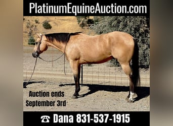 Quarter horse américain, Hongre, 7 Ans, 152 cm, Buckskin, in Paicines, CA,
