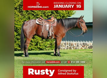 Quarter horse américain Croisé, Hongre, 9 Ans, Roan-Bay, in Howard, PA,