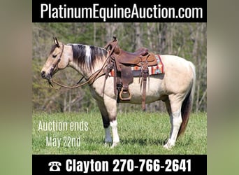 Quarter horse américain, Hongre, 15 Ans, 147 cm, Tobiano-toutes couleurs, in Sanora Ky,