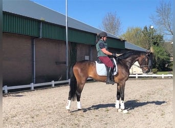 KWPN, Stute, 5 Jahre, 170 cm, Brauner, in Swifterbant