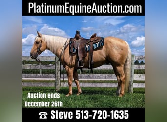 Quarter horse américain, Hongre, 7 Ans, 150 cm, Palomino, in Winchester, OH,