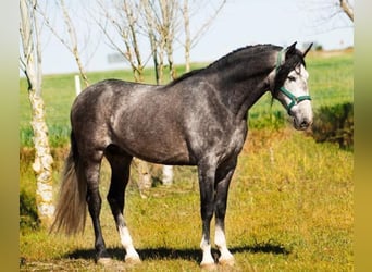 PRE Croisé, Étalon, 7 Ans, 174 cm, Gris, in SEVILLA,