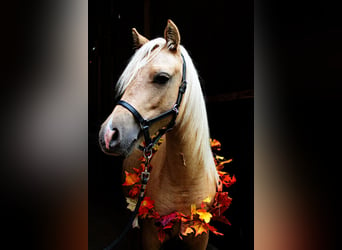 Welsh-A, Jument, 3 Ans, 120 cm, Palomino, in Jardelund,