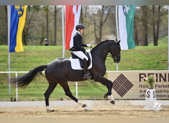 KWPN, Mare, 6 years, 16.1 hh, Black, in Wolfsbach,