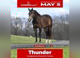 American Quarter Horse, Gelding, 7 years, 15 hh, Buckskin, in Jackson, OH,