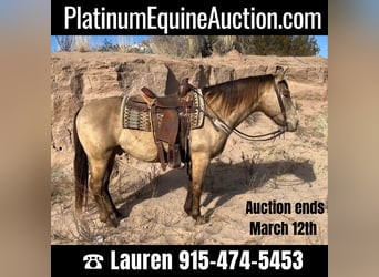 American Quarter Horse, Wallach, 11 Jahre, Falbe, in El PaSo TX,