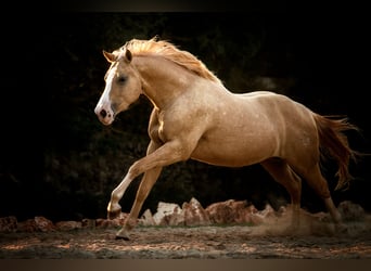 Poni cuarto de milla, Caballo castrado, 13 años, 150 cm, Palomino, in Felanitx