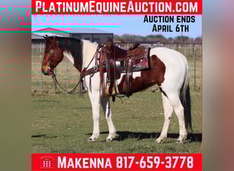 Paint Horse, Gelding, 6 years, 14.2 hh, Tobiano-all-colors, in Lipan TX,