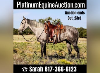 Quarter horse américain, Hongre, 11 Ans, 155 cm, Gris, in Weatherford, TX,