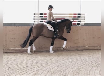 Zangersheide, Castrone, 4 Anni, 165 cm, Baio, in Allershausen